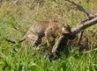 Onça-pintada dá bote em jacaré no Pantanal do Mato Grosso