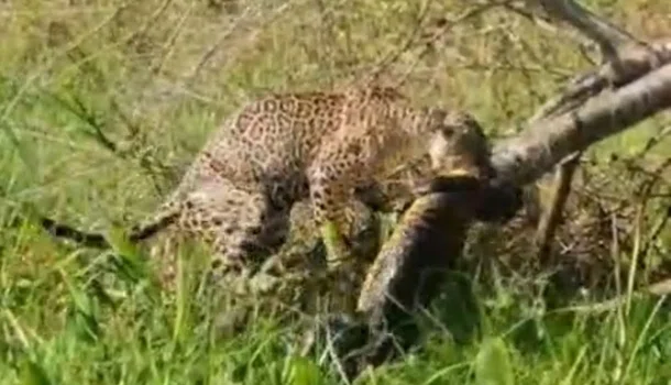 Onça-pintada dá bote em jacaré no Pantanal do Mato Grosso