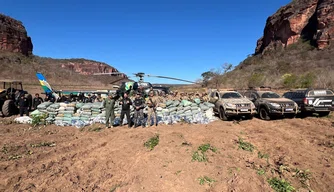 Apreensão de maconha no Piauí cresce mais de 500%.