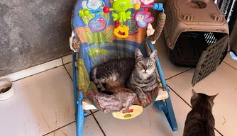 Mais de 300 kg de ração são doados a protetores de animais em Teresina