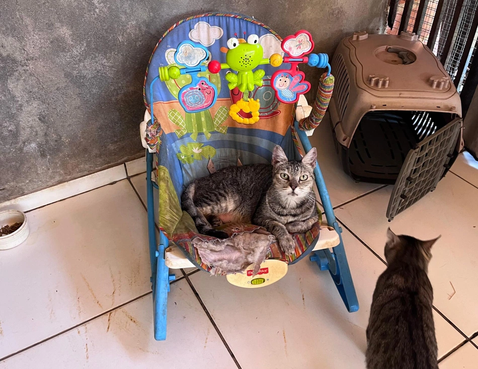 Mais de 300 kg de ração são doados a protetores de animais em Teresina