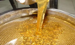 Produção de mel na Agricultura Familiar