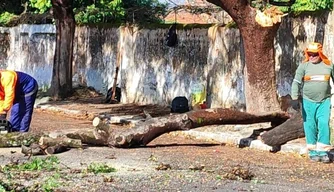 Árvore cai e Defesa Civil realiza desobstrução da via