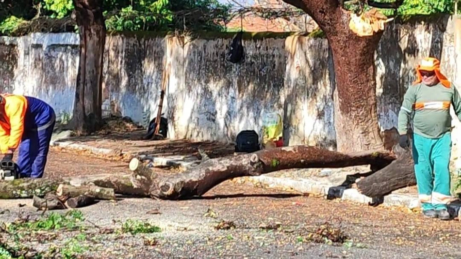Árvore cai e Defesa Civil realiza desobstrução da via