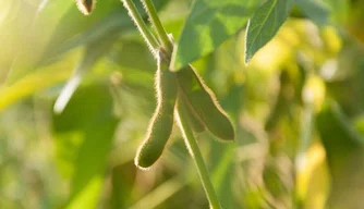 Vazio sanitário da soja começa nesta sexta na região central do Piauí