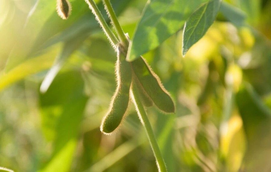 Vazio sanitário da soja começa nesta sexta na região central do Piauí