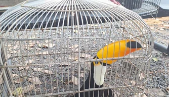 Tucano raro é resgatado em operação no Piauí