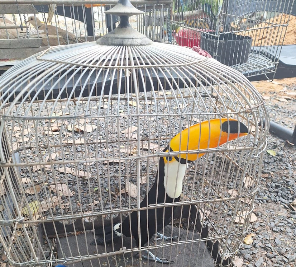 Tucano raro é resgatado em operação no Piauí