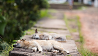 Programa Banco de Ração para Animais Domésticos.