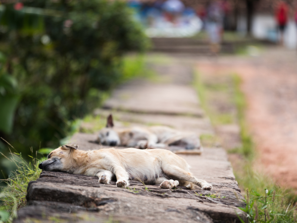 Programa Banco de Ração para Animais Domésticos.