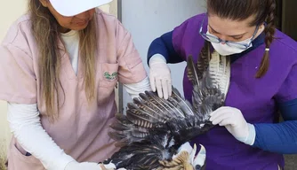 Animais passam por processo de reabilitação