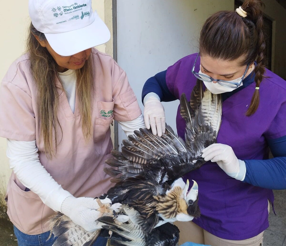 Animais passam por processo de reabilitação