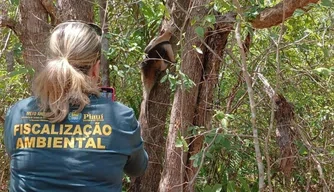 Mais de 100 animais já retornaram à natureza em 2025, afirma Cetas