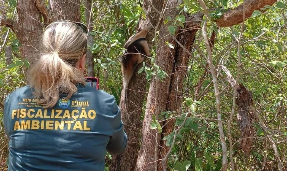 Mais de 100 animais já retornaram à natureza em 2025, afirma Cetas