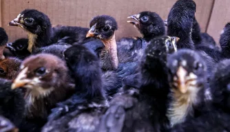 Pintos da raça canela-preta.