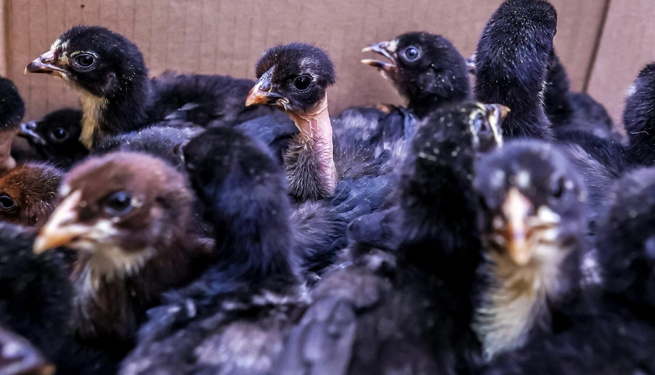 Pintos da raça canela-preta.