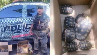 Filhotes de jabutis apreendidos.