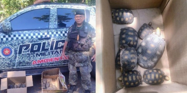 Filhotes de jabutis apreendidos.