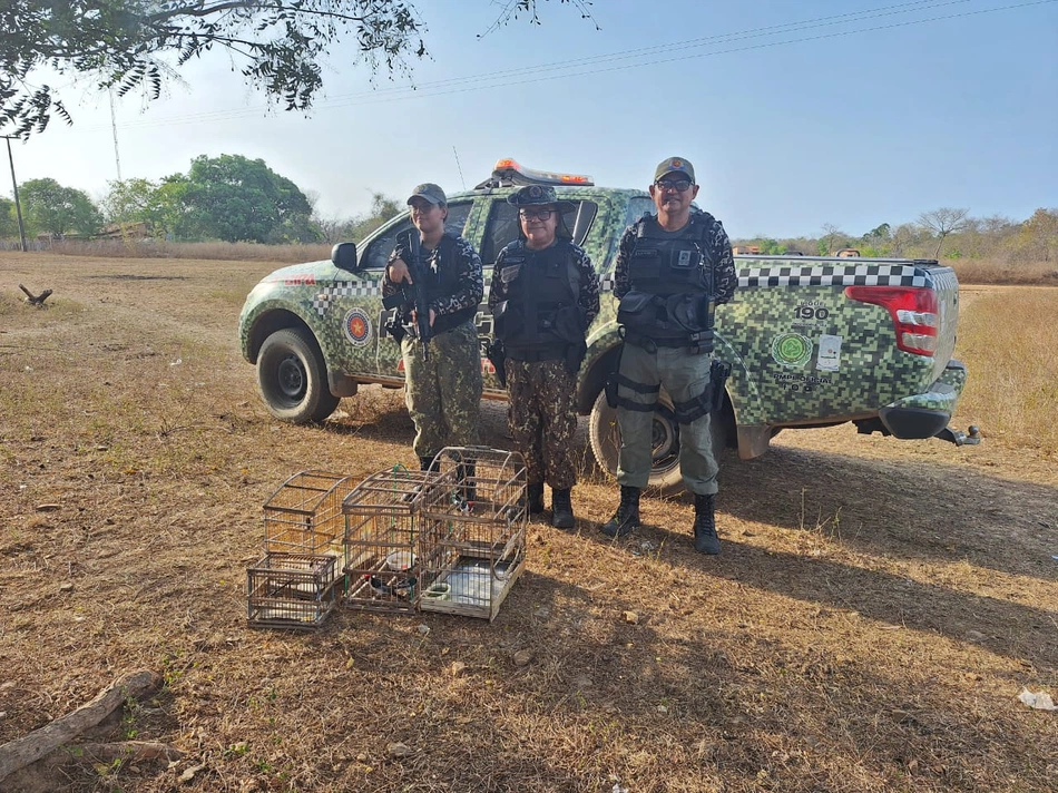 Polícia Militar resgata animais silvestres