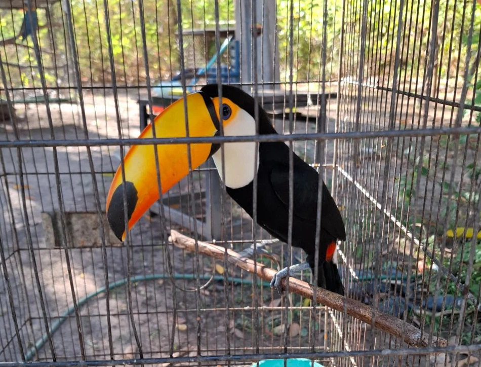 Reintegração de animais silvestres na natureza