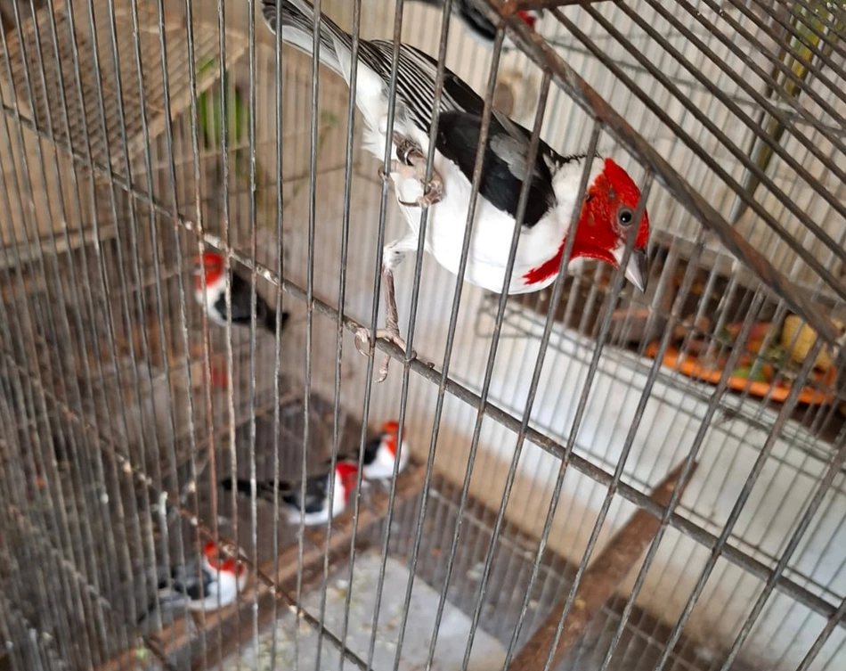 Reintegração de animais silvestres na natureza