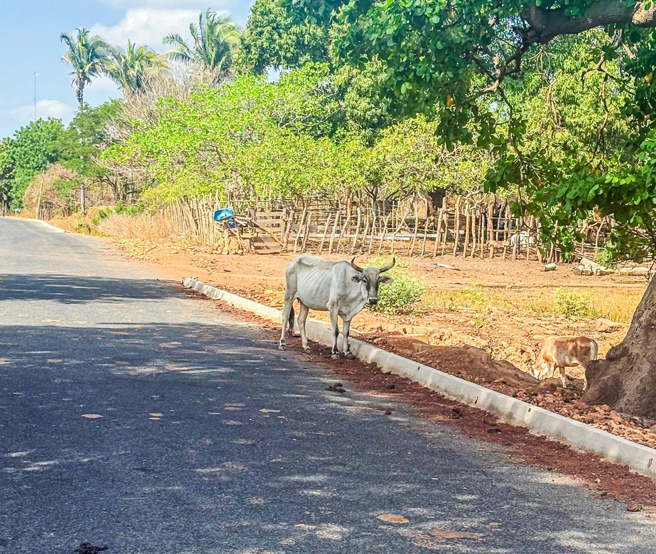 Operação Porteira Fechada