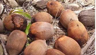Coco babaçu