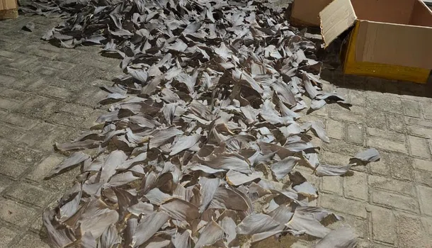 Chineses são presos em Parnaíba por contrabando de barbatanas de tubarão