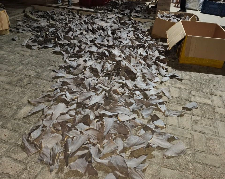 Barbatanas de tubarão apreendidas durante a operação.