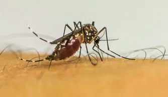 Mosquito Aedes aegypti