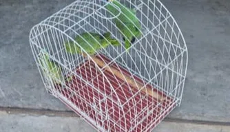 Papagaios mantidos em cativeiro