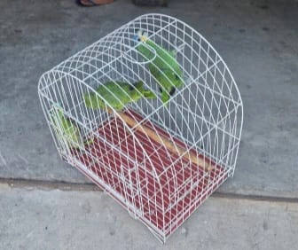 Papagaios mantidos em cativeiro