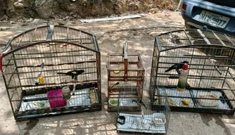 Resgate dos Animais.