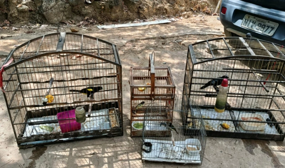 Resgate dos Animais.