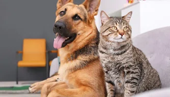 Prefeitura de Esperantina divulga cronograma de vacinação antirrábica