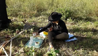 Pesquisas sobre abelhas.