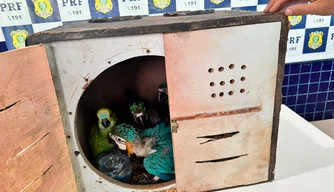 Apreensões de nove aves silvestres em Floriano.
