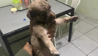 Mascote do batalhão