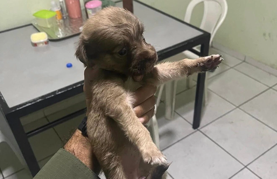 Mascote do batalhão