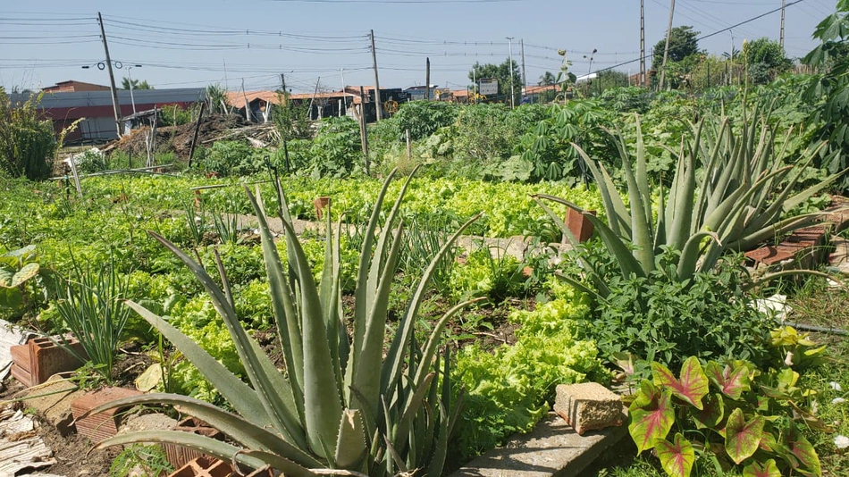 Horta Comunitária do Dirceu