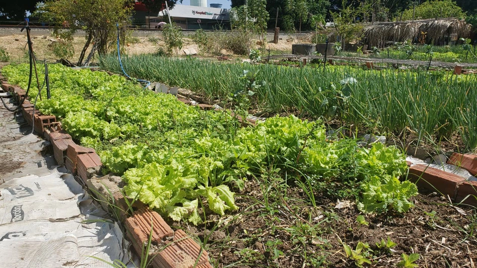 Horta Comunitária do Dirceu
