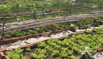 Horta Comunitária do Dirceu