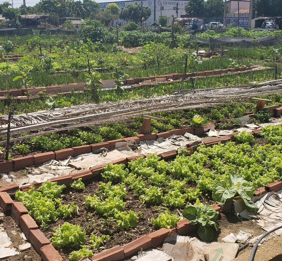 Horta Comunitária do Dirceu