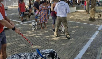 Vacinação de cães e gatos