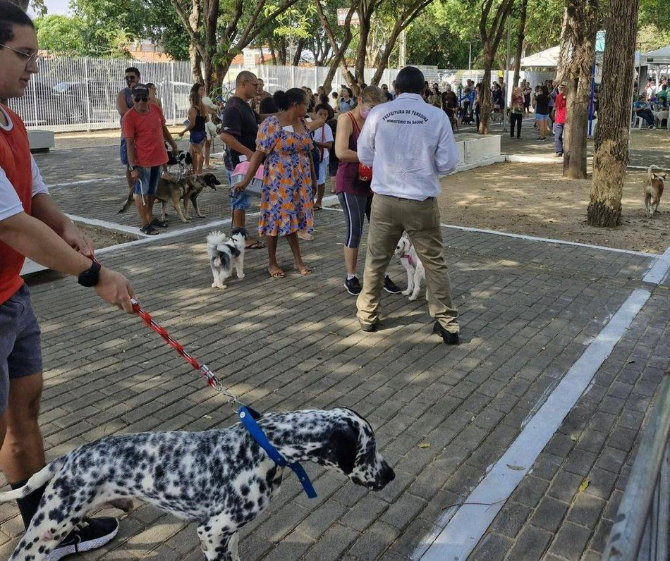 Vacinação de cães e gatos