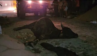 Boi é resgatado por bombeiros