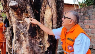 Defesa Civil e Corpo de Bombeiros remove árvore com risco de queda