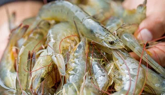 Produção de camarão no Piauí