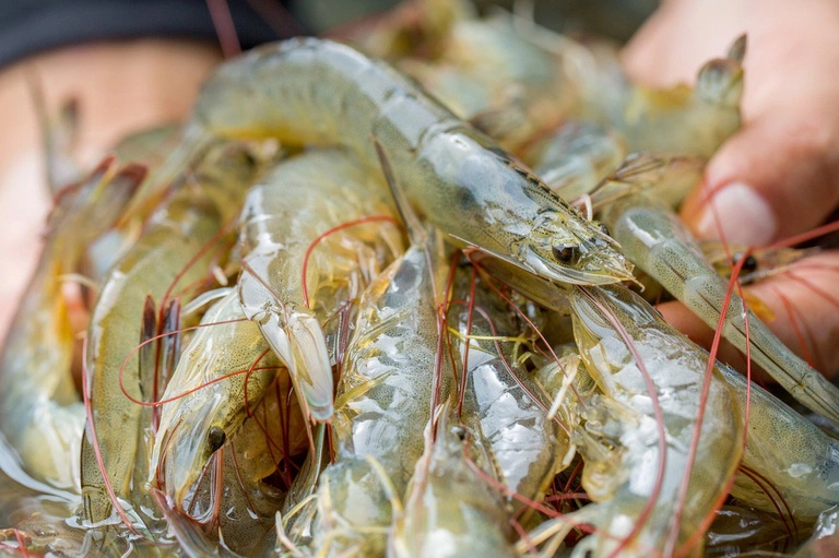 Produção de camarão no Piauí