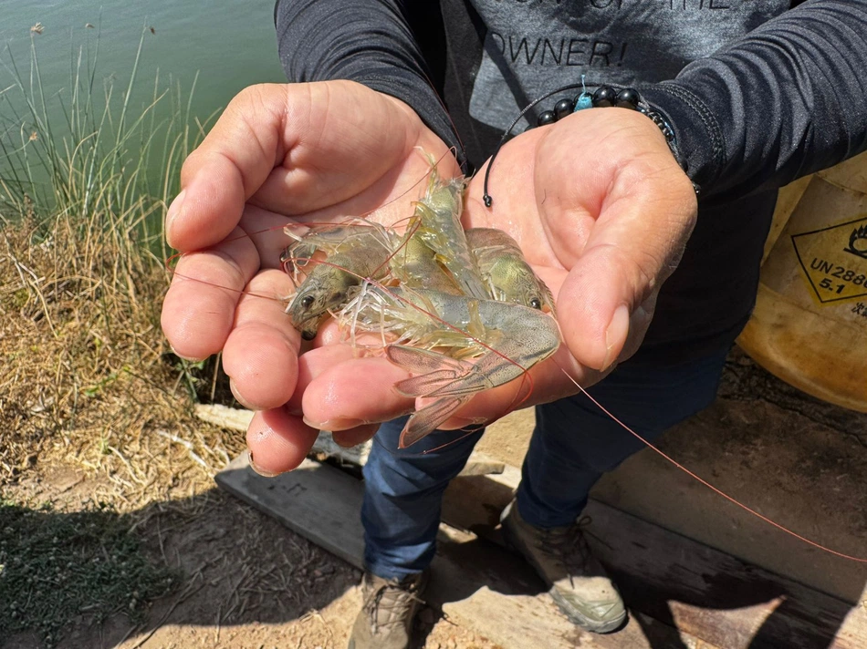 Companhia Porto Piauí